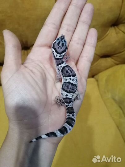 Геккон эублефар