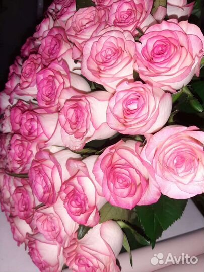 Розы свежие Prestige с доставкой