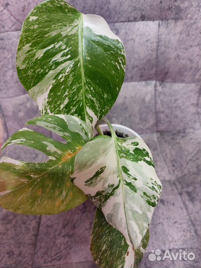 Монстера альба