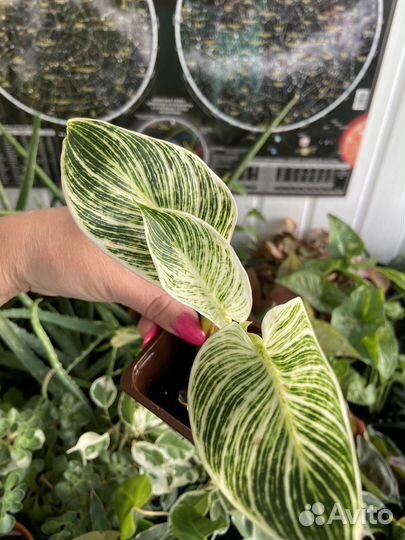 Филодендрон