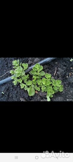 Очиток седум, почвопокровник