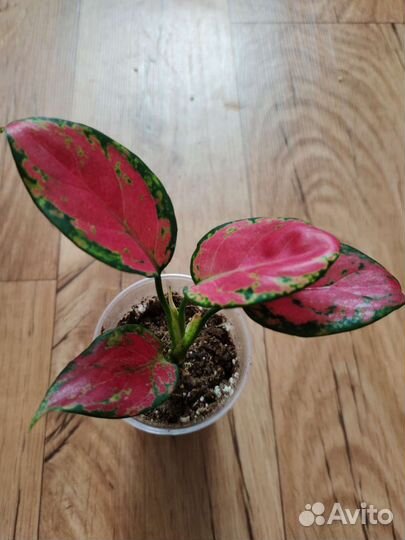 Аглаонема Черри беби