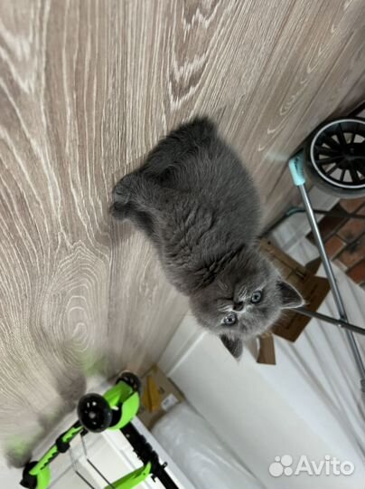 Британский котенок, мальчик