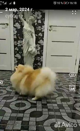 Померанский шпиц