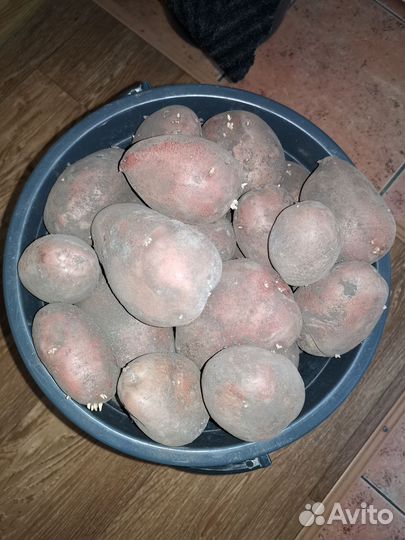 Продам картофель домашний