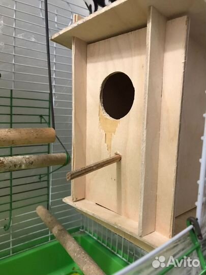 Пара волнистых попугаев