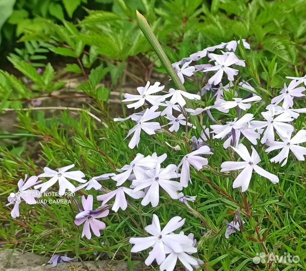 Эхинацея, флоксы, гравилат, герани, папоротник