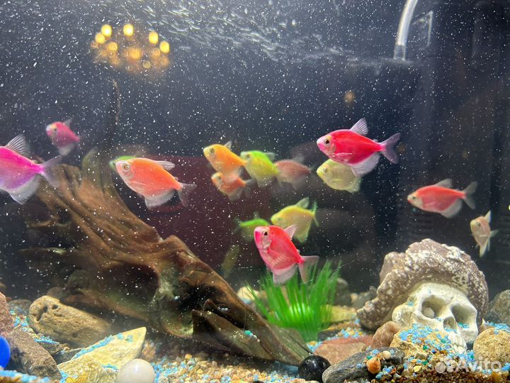 Аквариум