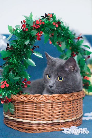 Котик в добрые руки
