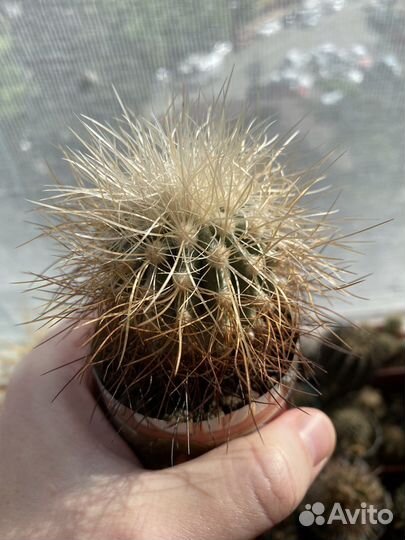 Кактус Copiapoa krainziana var.scopulina