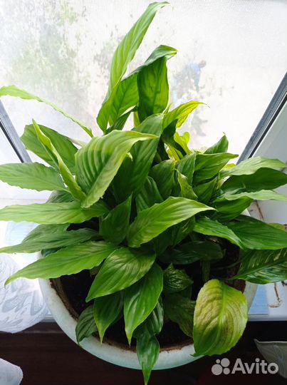 Цветы бесплатно Замиокулькас, спатифилум,толстянка