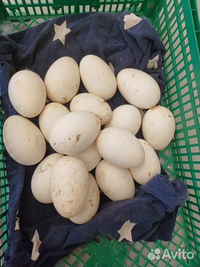 Яцо инкубационное гусиное