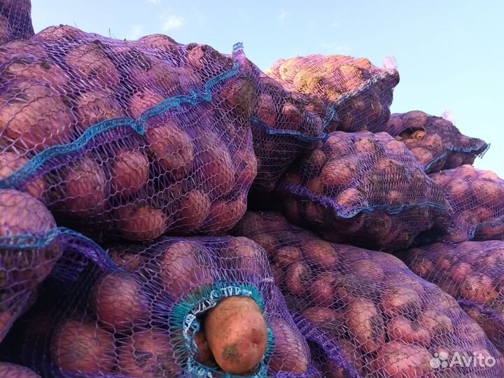 Продам картофель