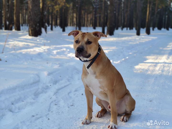 Питбуль (вязка)