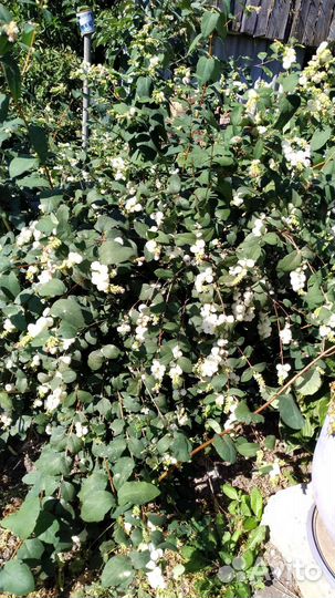 Снежноягодник Спирея иволистная рябинолистная