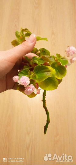 Бегония вечно цветущая