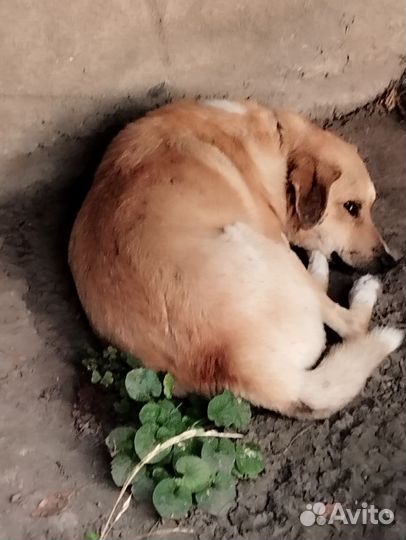 Собаки ищут дом