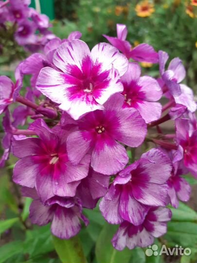 Флоксы саженцы