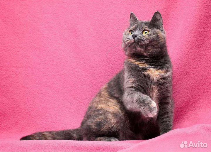 Юная плюшечка кошечка Зита ищет дом