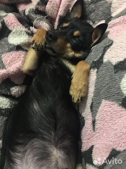 Собака, вязка Той - терьер