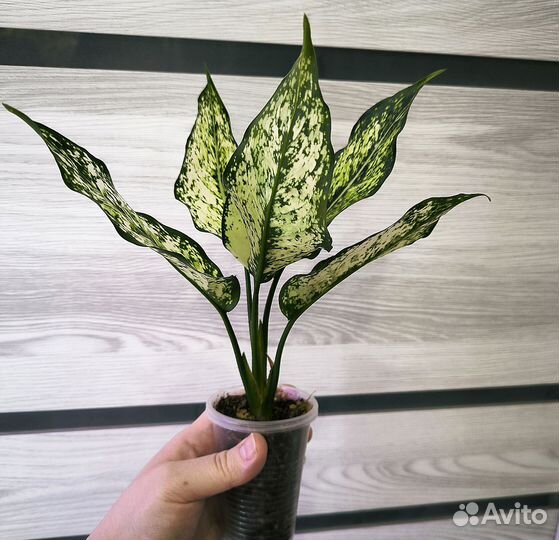 Аглаонема ферст даймонд