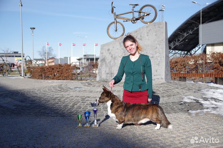 Вельш Корги Кардиган, кобель, Вязка