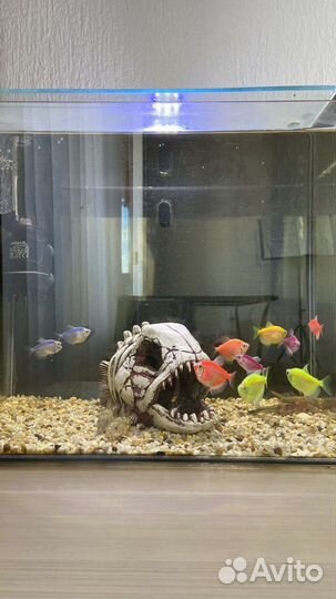 Аквариум с рыбками