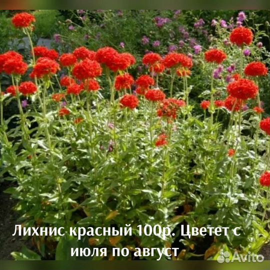 Многолетние цветы
