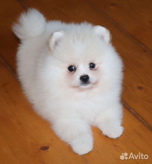 Шпиц белая девочка