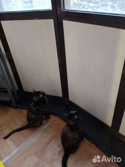 Отдам в добрые ручки