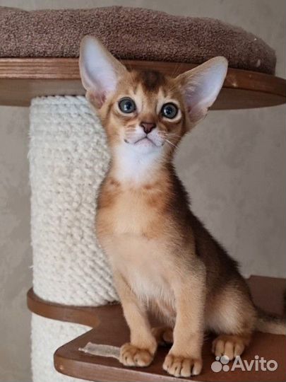 Абиссинский котик