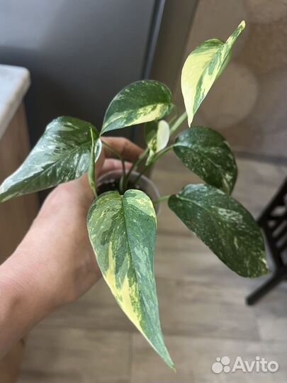 Эпипремнум, сциндапсус, филодендрон