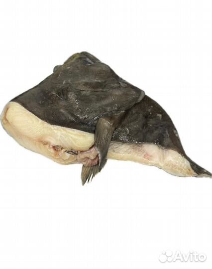 Головы синекорого палтуса