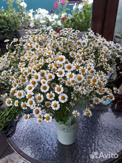 Букет из ромашек