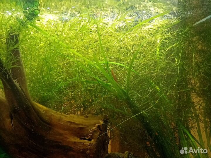 Водоросли для аквариума
