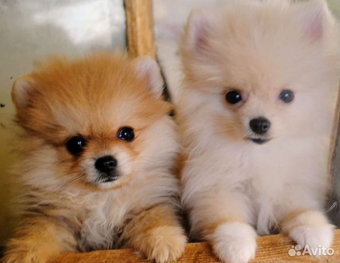 Щенки померанского шпица