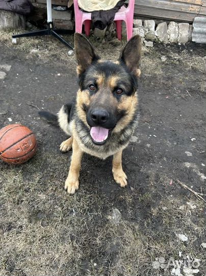 Немецкая овчарка, кобель ищет подружку для вязки