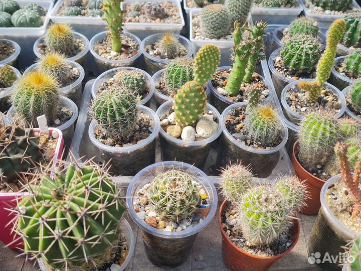 Кактус, кактусы