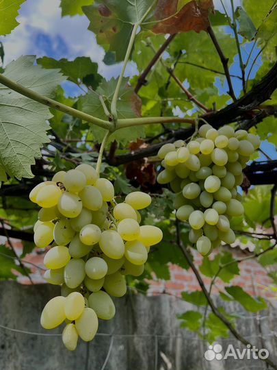 Виноград столовый