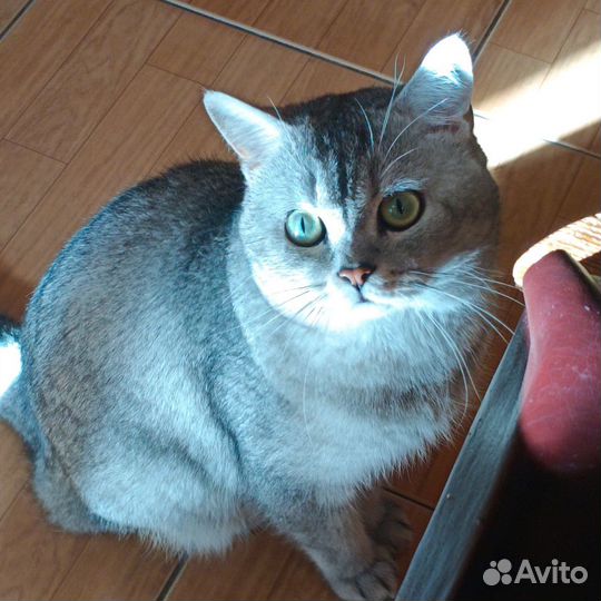 Британский кот