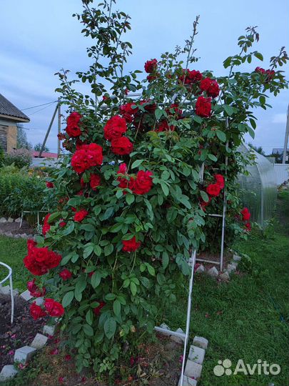 Плетистая роза