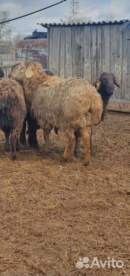 Эдильбаевские бараны