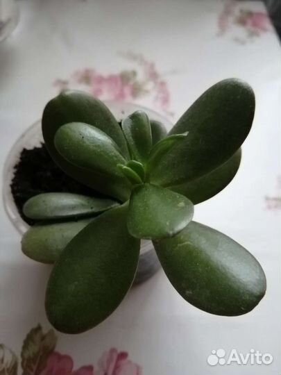 Толстянка, денежное дерево