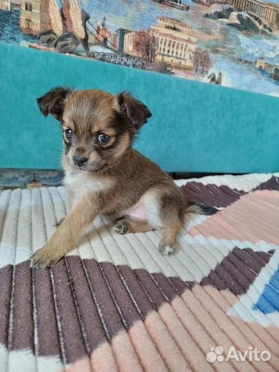 Той-терьер щенки