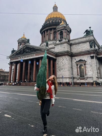 Сосна живая Нордмана 3 метра