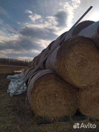 Солома пшеничная