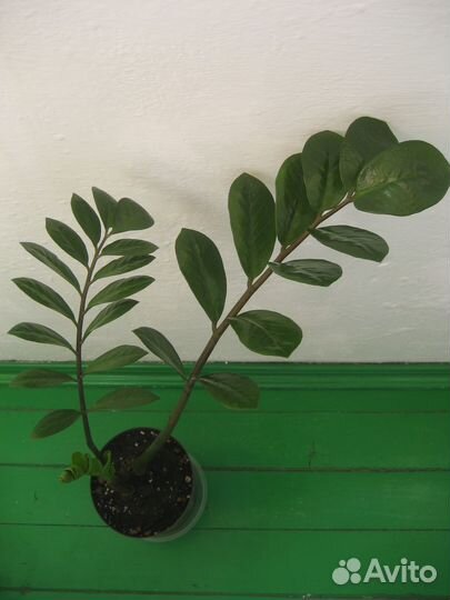 Замиокулькас