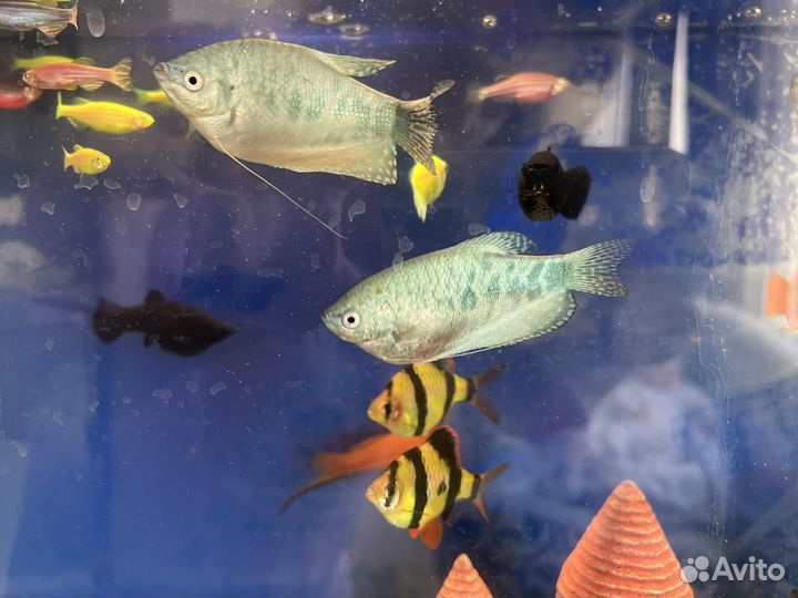 Аквариумные рыбки