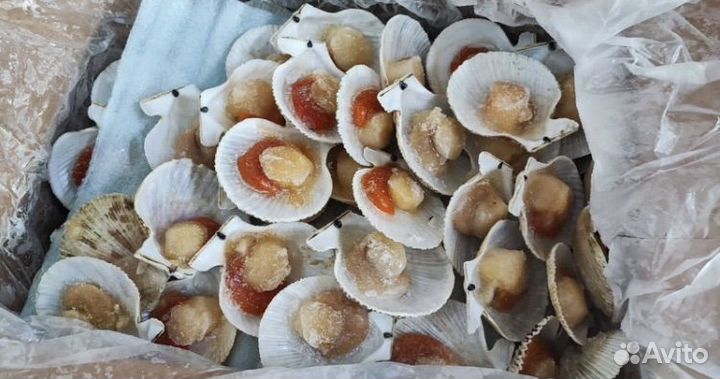 Морской Гребешок