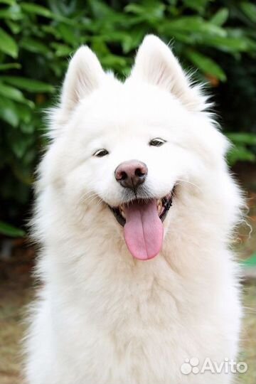 Самоедская лайка ищем кабеля для вязки